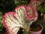 Еуфорбия присадка (Euphorbia)