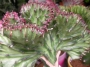 Еуфорбия присадка (Euphorbia)