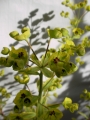 Еуфорбия вариегата (Euphorbia)