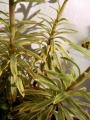 Еуфорбия вариегата (Euphorbia)