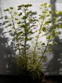 Еуфорбия вариегата (Euphorbia)