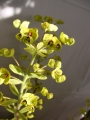 Еуфорбия вариегата (Euphorbia)