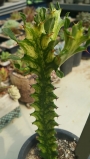 Еуфорбия вариегата (Euphorbia variegata, 선인장금)