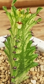 Еуфорбия (EUPHORBIA trigona variegata, 청하각금)