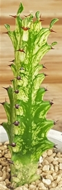 Еуфорбия (EUPHORBIA trigona variegata, 청하각금)