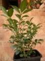 Евонимус алатус, огнен храст (Euonymus alatus)