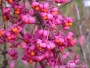 Евонимус алатус, огнен храст (Euonymus alatus)