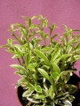 Евонимус градински (Euonymus)