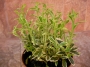 Евонимус градински (Euonymus)