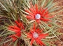 Фасикулария, бромелия (Fascicularia bicolor, bromelia)