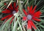 Фасикулария, бромелия (Fascicularia bicolor, bromelia)