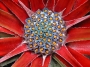 Фасикулария, бромелия (Fascicularia bicolor, bromelia)