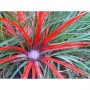 Фасикулария, бромелия (Fascicularia bicolor, bromelia)