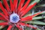 Фасикулария, бромелия (Fascicularia bicolor, bromelia)