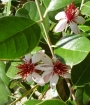 Фейхуа, семена (Feijoa sellowiana Pineapple Guava)
