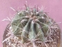 Ферокактус (Ferocactus)