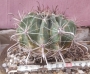 Ферокактус (Ferocactus)