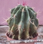 Ферокактус (Ferocactus)