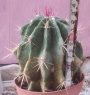 Ферокактус (Ferocactus)