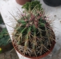 Ферокактус (Ferocactus hamatacanthus v. sinuatus)