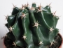 Ферокактус (Ferocactus horridus brevispinus)
