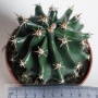 Ферокактус (Ferocactus horridus brevispinus)
