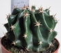 Ферокактус (Ferocactus horridus brevispinus)