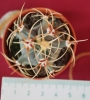 Ферокактус (Ferocactus hystrix)