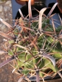 Ферокактус (Ferocactus herrerae v. flavispinus)
