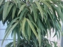 Фикус Али (Ficus Alii)