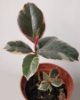 Фикус Белиз (Ficus elastica)