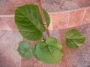 Фикус (Ficus)
