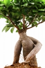 Фикус, Женшен (Ficus ginseng)