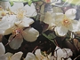 Филаделфус (Philadelphus)