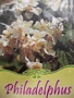 Филаделфус (Philadelphus)