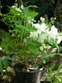 Филаделфус, кичест (Philadelphus)