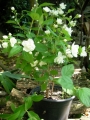 Филаделфус, кичест (Philadelphus)