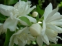 Филаделфус, кичест (Philadelphus)