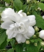 Филаделфус, кичест (Philadelphus)