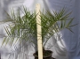 Финикова палма (Phoenix Canariensis)