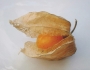 Физалис, семена (Physalis)