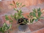 Фотиния, вариегатна (Photinia)