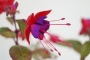 Фуксия, обичка (Fuchsia)