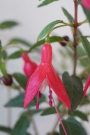 Фуксия, обичка (Fuchsia)