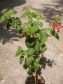 Фуксия, обичка (Fuchsia)