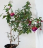 Фуксия, обичка, кичеста (Fuchsia)