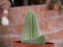 Гастералое (Gasteraloe cv. Pale Brother)