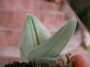 Гастералое (Gasteraloe cv. Pale Brother)