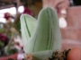 Гастералое (Gasteraloe cv. Pale Brother)