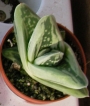 Гастералое (Gasteraloe green ice colorata variegata)